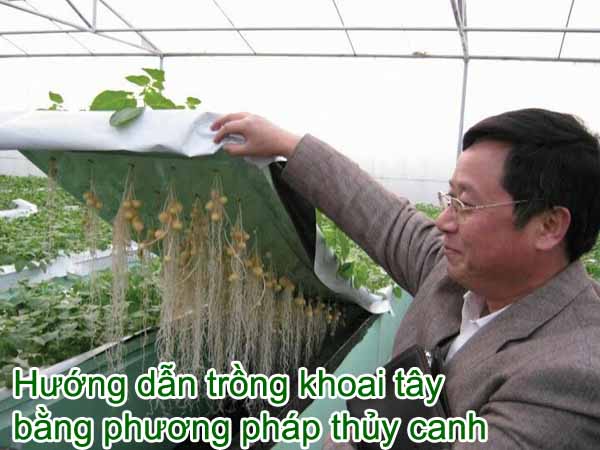 trồng khoai tây thủy sinh