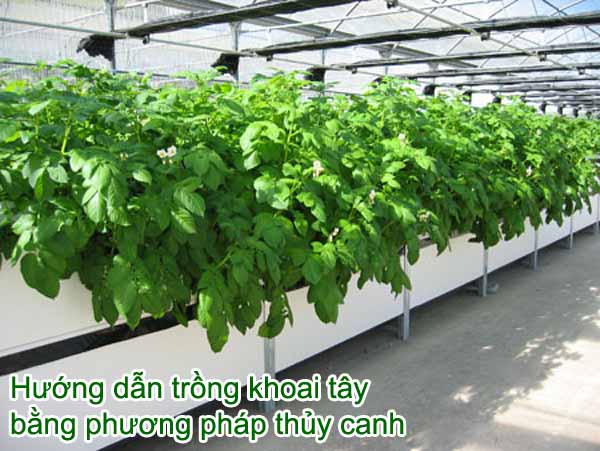 Hướng dẫn trồng khoai tây bằng phương pháp thủy canh