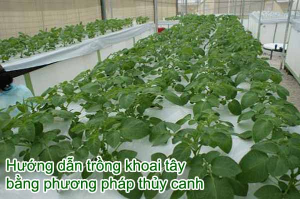 Lợi ích khi trồng khoai tây bằng phương pháp thủy canh