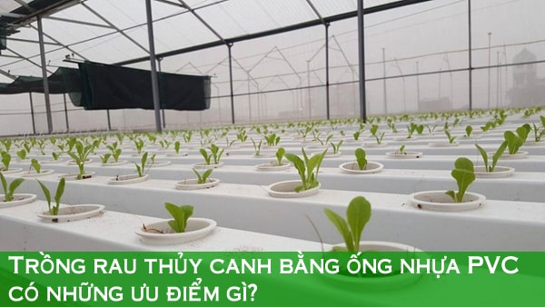 Ưu điểm khi trồng rau thủy canh bằng ống nhựa pvc