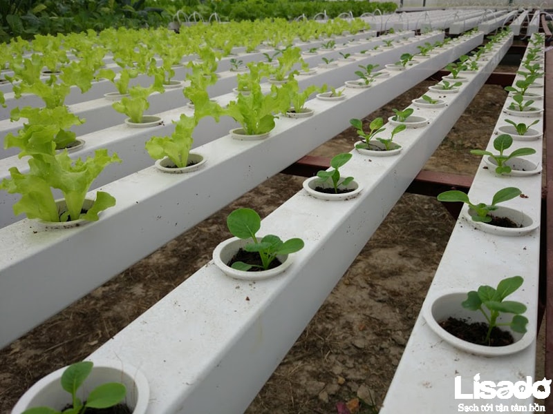 Quy trình trồng rau thủy canh tại Bích Sơn –Việt Yên - Bắc Giang
