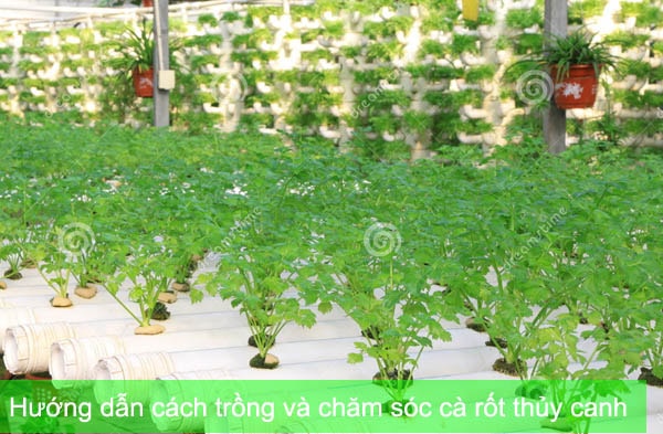 Hướng dẫn cách trồng và chăm sóc cà rốt thủy canh