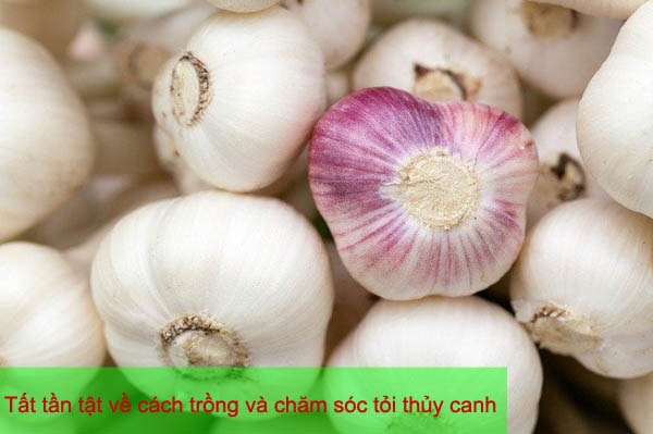 Tất tần tật về cách trồng và chăm sóc tỏi thủy canh