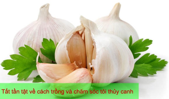 Tất tần tật về cách trồng và chăm sóc tỏi thủy canh