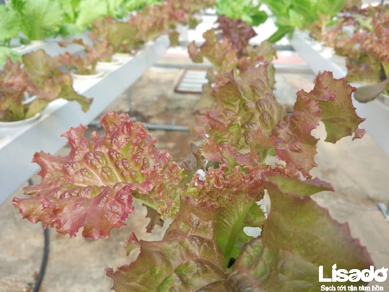 Lisado thực hiện công trình với hệ thống hồi lưu màng mỏng cho năng suất rau trồng cao