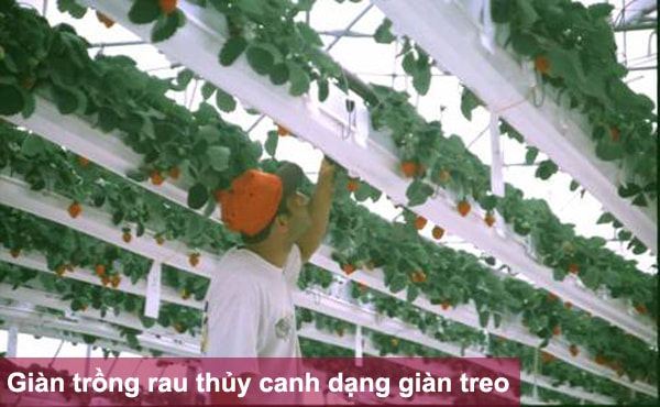 Giàn trồng rau thủy canh dạng giàn treo