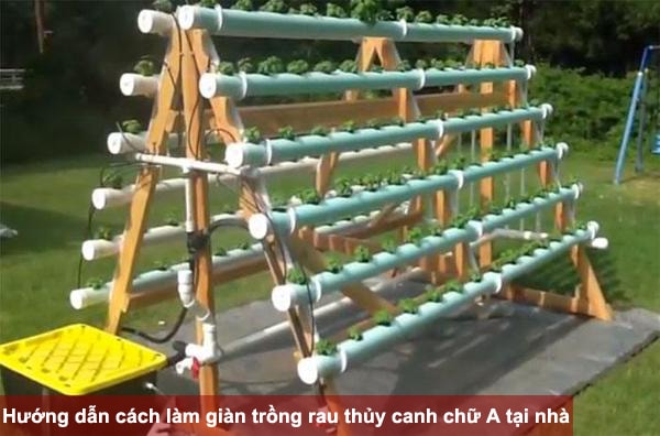 Một số lưu ý khi chăm sóc cây trồng thủy canh