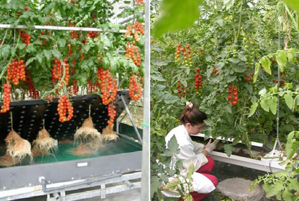 Hướng dẫn cách trồng cà chua thủy canh đúng kỹ thuật