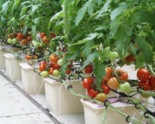 Hướng dẫn cách trồng cà chua thủy canh đúng kỹ thuật