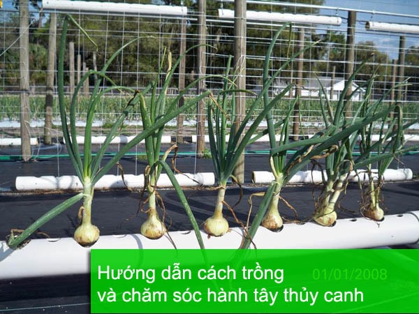 Hướng dẫn cách trồng hành tây thủy canh