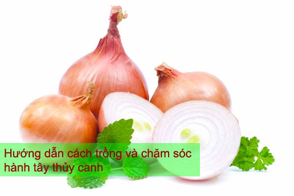 Hướng dẫn cách trồng và chăm sóc hành tây thủy canh