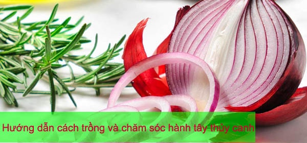 Chăm sóc hành tây thủy canh