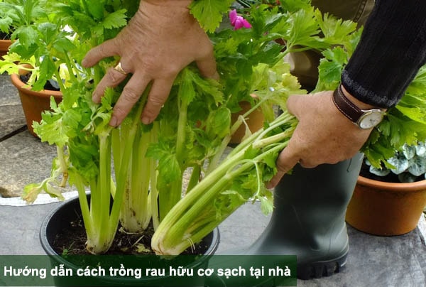Hướng dẫn cách trồng và chăm sóc rau sạch hữu cơ tại nhà