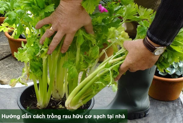 Hướng dẫn cách trồng và chăm sóc rau hữu cơ sạch tại nhà