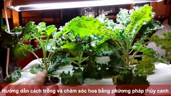 Hướng dẫn cách trồng và chăm sóc hoa bằng phương pháp thủy canh