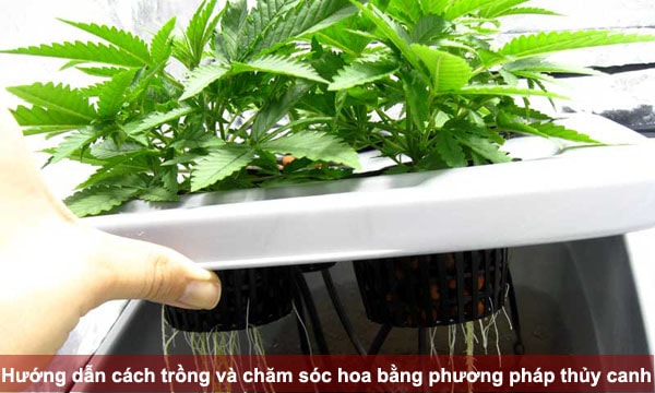 Hướng dẫn cách trồng và chăm sóc hoa bằng phương pháp thủy canh