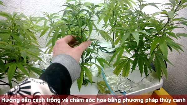 Hướng dẫn cách trồng và chăm sóc hoa bằng phương pháp thủy canh