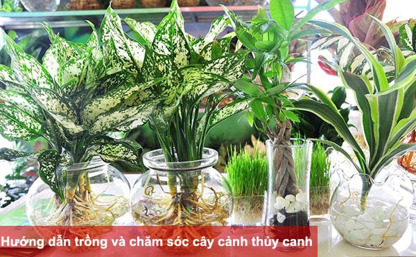 Hướng dẫn trồng và chăm sóc cây cảnh thủy canh