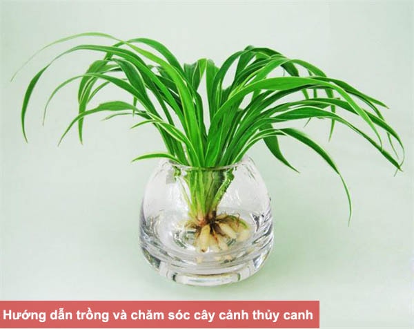 cách trồng cây thủy canh