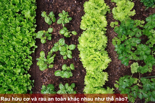 Rau hữu cơ và rau an toàn khác nhau như thế nào?