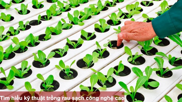 Tìm hiểu kỹ thuật trồng rau sạch công nghệ cao