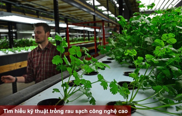 Tìm hiểu kỹ thuật trồng rau sạch công nghệ cao