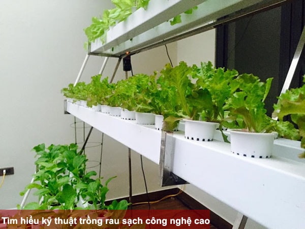 Tìm hiểu kỹ thuật trồng rau sạch công nghệ cao