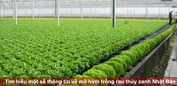 Tìm hiểu một số thông tin về mô hình trồng rau thủy canh Nhật Bản