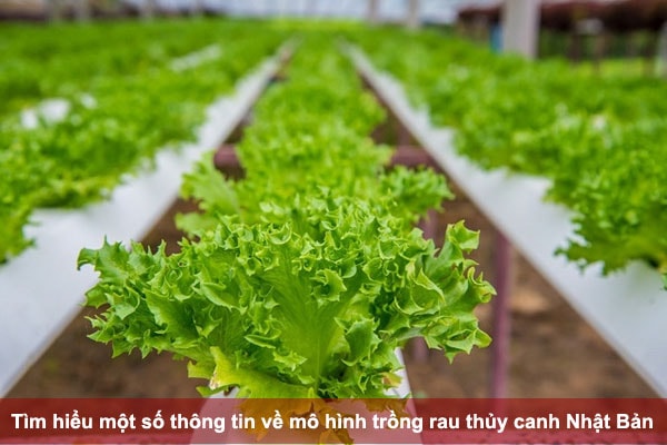 Tìm hiểu một số thông tin về mô hình trồng rau thủy canh Nhật Bản