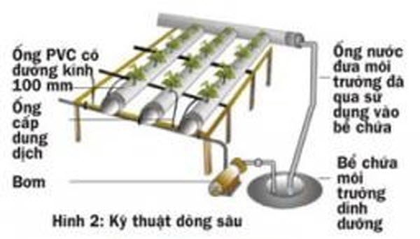 6 kỹ thuật trồng rau thủy canh được ứng dụng phổ biến hiện nay