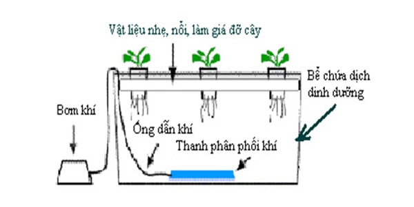 6 kỹ thuật trồng rau thủy canh được ứng dụng phổ biến hiện nay