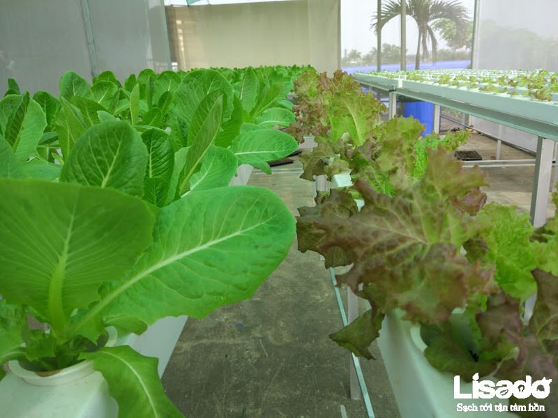 Dự án trồng rau thủy canh sạch tại công ty Hamatra Mê Linh - Hà NộiDự án trồng rau thủy canh sạch tại công ty Hamatra Mê Linh - Hà Nội