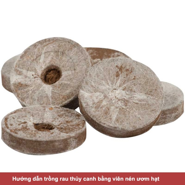 Hướng dẫn trồng rau thủy canh bằng viên nén ươm hạt