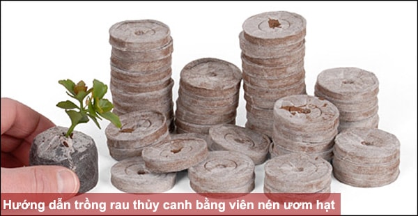 Hướng dẫn trồng rau thủy canh bằng viên nén ươm hạt