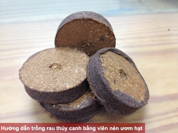 Hướng dẫn trồng rau thủy canh bằng viên nén ươm hạt