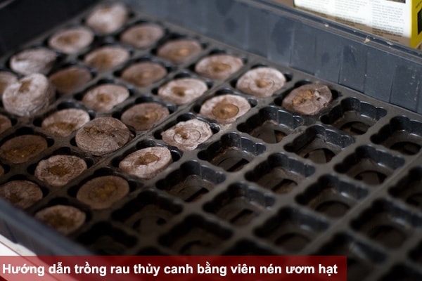 Hướng dẫn trồng rau thủy canh bằng viên nén ươm hạt