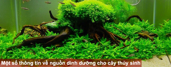 Một số thông tin về nguồn dinh dưỡng cho cây thủy sinh