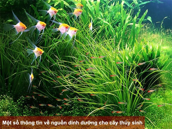 Một số thông tin về nguồn dinh dưỡng cho cây thủy sinh