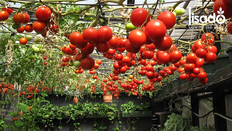 Lợi ích của việc trồng cà chua thủy canh