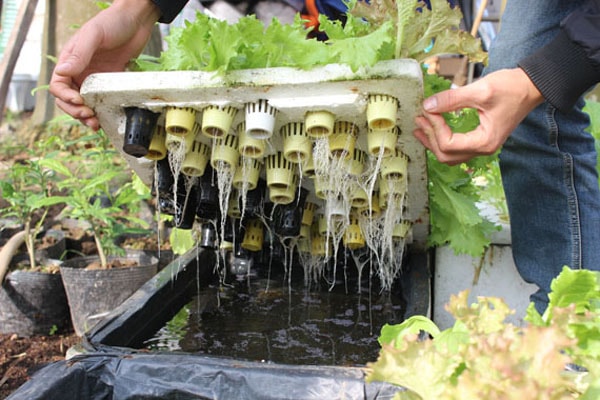 Kĩ thuật trồng rau thủy canh tĩnh bạn cần biết  Thủy Canh Miền Nam