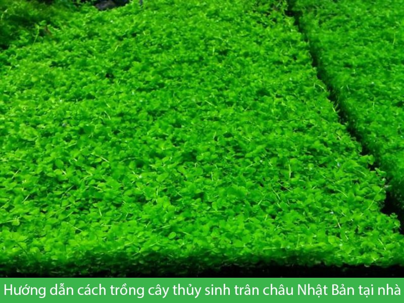 Hướng dẫn cách trồng cây thủy sinh trân châu Nhật Bản tại nhà