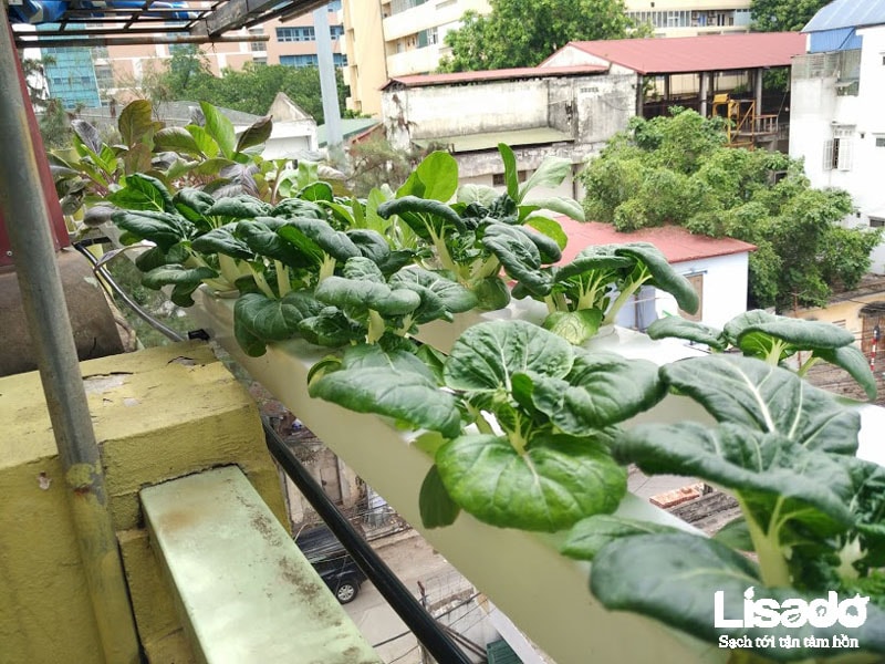 Công trình trồng rau thủy canh nhà bác Vạn tại Phương Mai