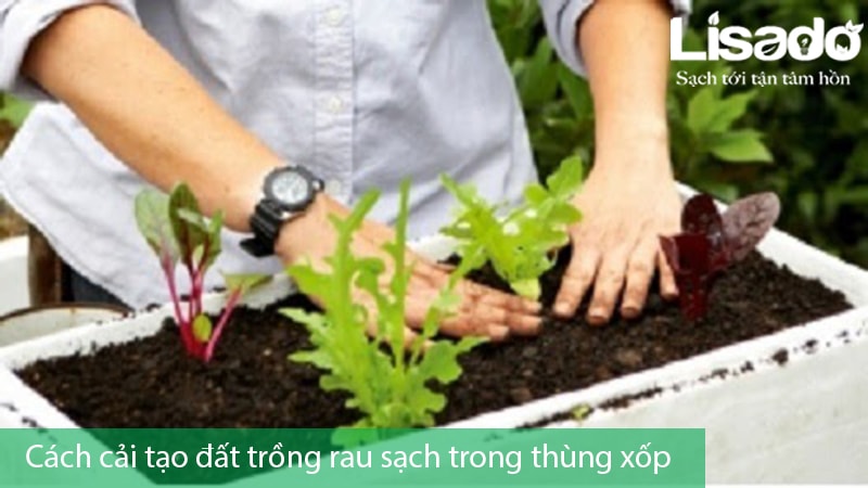 Gợi ý cách cải tạo đất trồng rau sạch trong thùng xốp