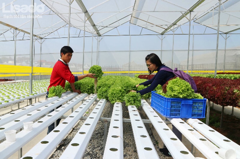 TP Hồ Chí Minh Thành công từ mô hình hợp tác xã trồng rau sạch  Văn phòng  Điều phối chương trình Nông thôn mới tỉnh Hà Tĩnh