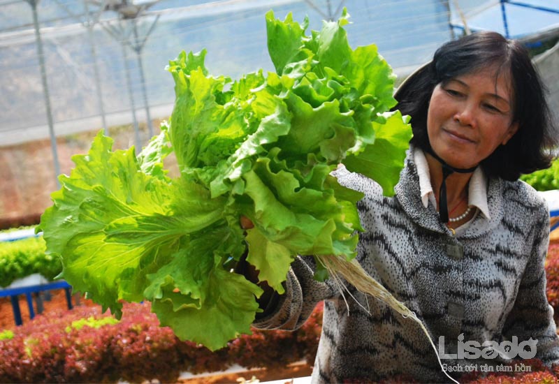 Mô hình làm giàu từ trồng rau thủy canh