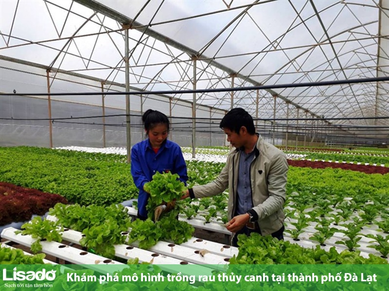 Khám phá mô hình trồng rau thủy canh tại TP Đà Lạt