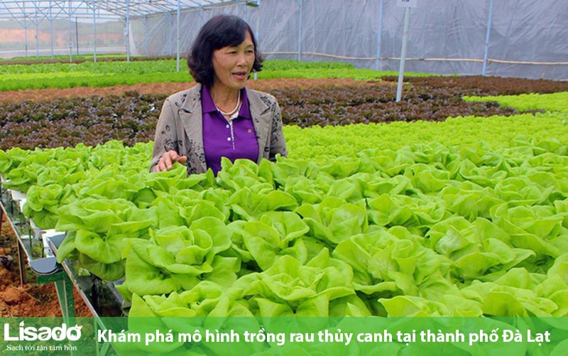 Khám phá mô hình trồng rau thủy canh tại TP Đà Lạt