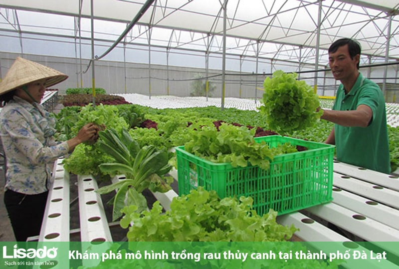Khám phá mô hình trồng rau thủy canh tại TP Đà Lạt