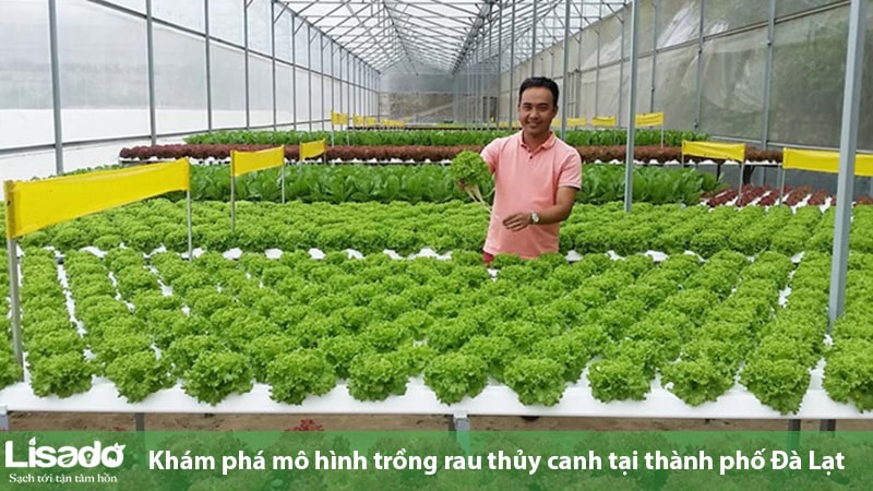 Khám phá mô hình trồng rau thủy canh tại TP Đà Lạt