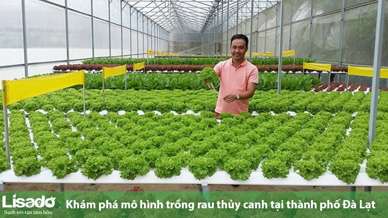 Nhà kính bao vây Đà Lạt với tốc độ chóng mặt người dân khổ đủ bề #10 Nhà kính bao vây Đà Lạt với tốc độ chóng mặt người dân khổ đủ bề
